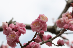 都立神代植物公園　四