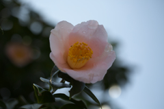 都立神代植物公園　弐