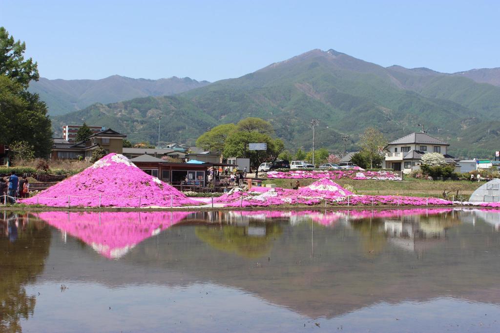 芝桜