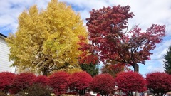 いちょうと紅葉