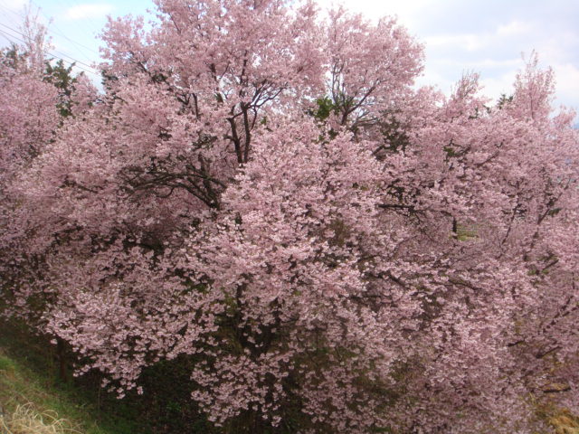 桜