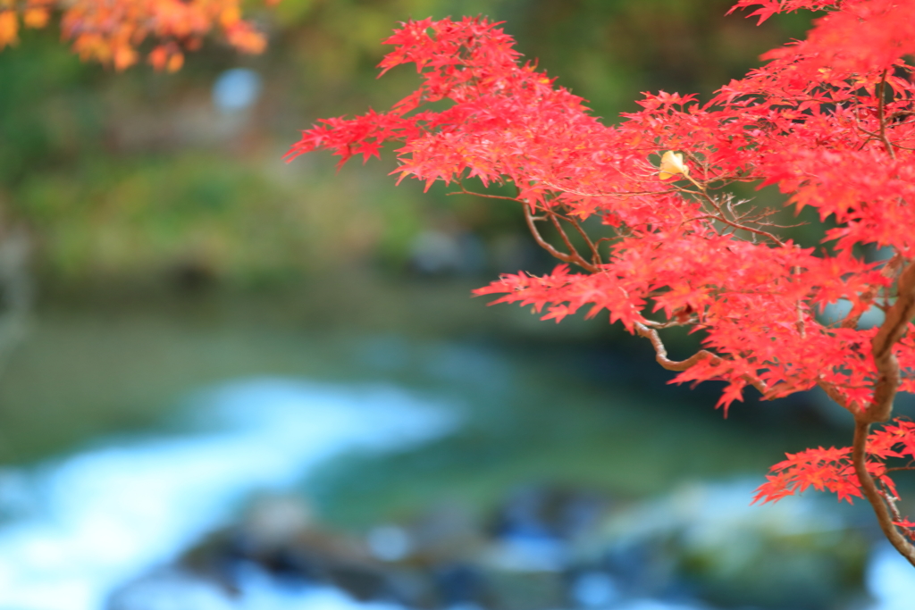 稲武紅葉祭り04