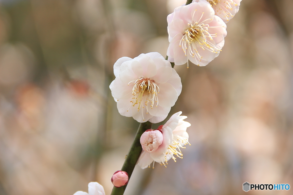 蕾から開花