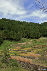 秋の四谷千枚田