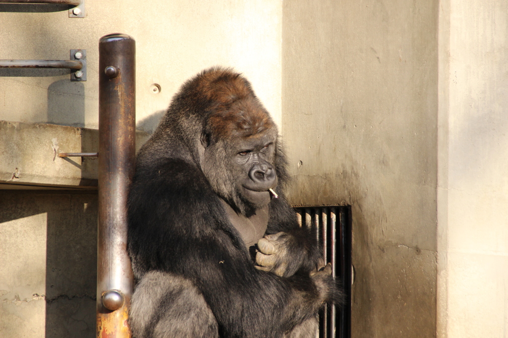 東山動物園　　シャパーニ