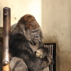 東山動物園　　シャパーニ