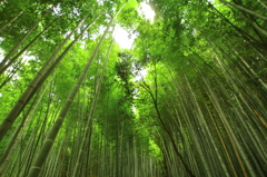 京都・奈良 涼しい竹林道