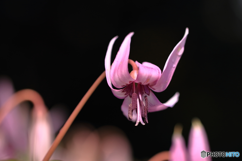 カタクリ山　首を垂れるカタクリの花