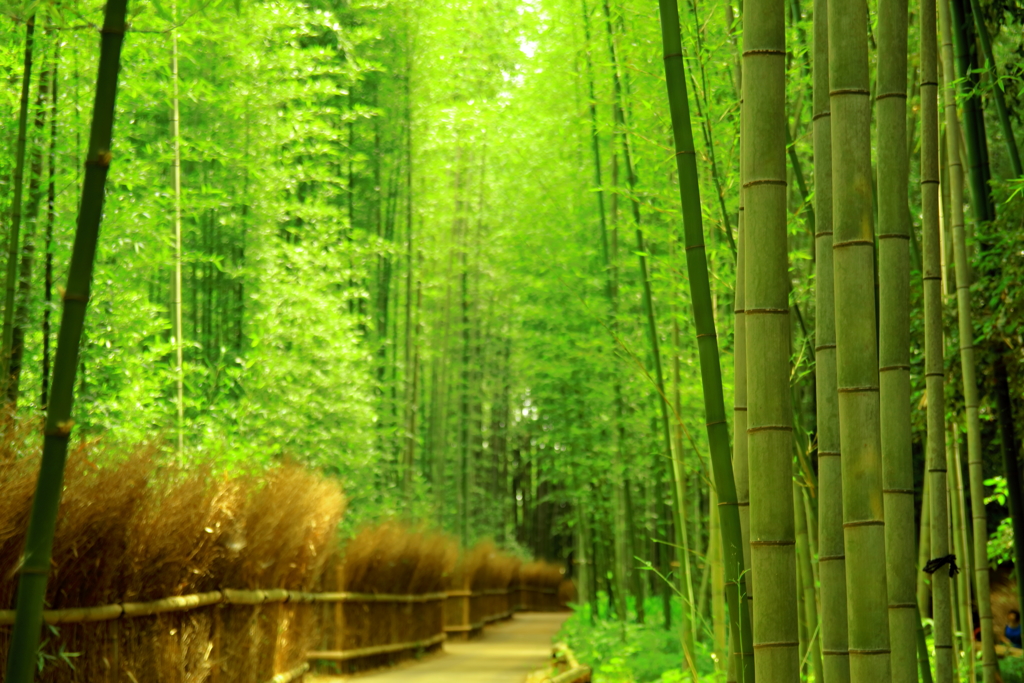 京都・奈良　竹林青々と