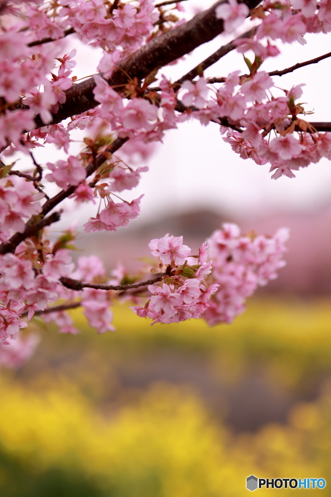 免々田川河津桜まつり