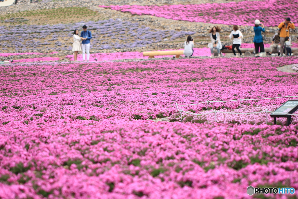 茶臼山　芝桜まつり　2