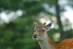 京都・奈良  奈良公園の鹿
