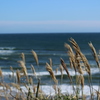 海