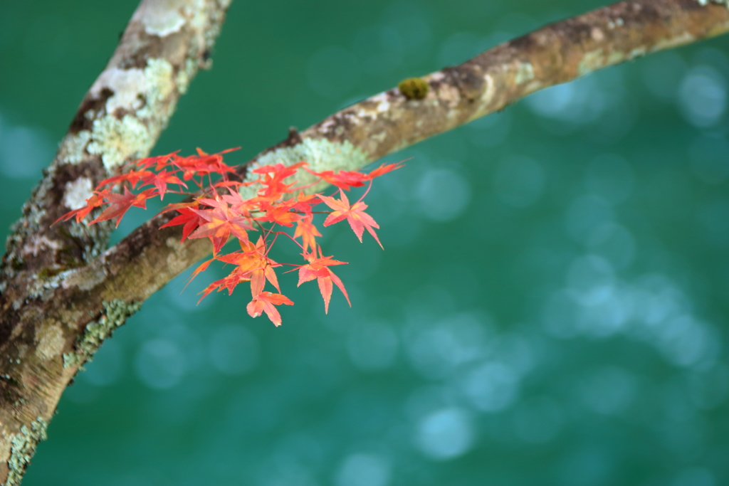 稲武紅葉祭り05