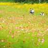 治部坂高原秋桜祭り　03