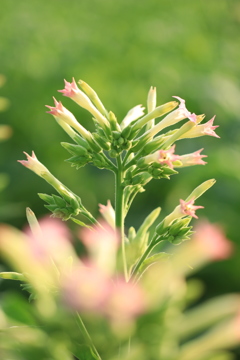タバコの花