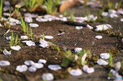 散りゆく桜