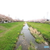 佐奈川千本桜