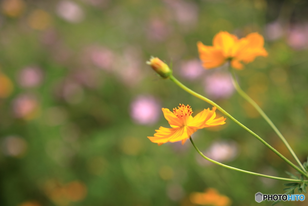 黄花秋桜