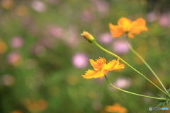 黄花秋桜