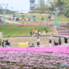 茶臼山　芝桜まつり　3