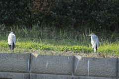 どうする！？