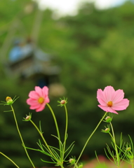 治部坂高原秋桜祭り　07