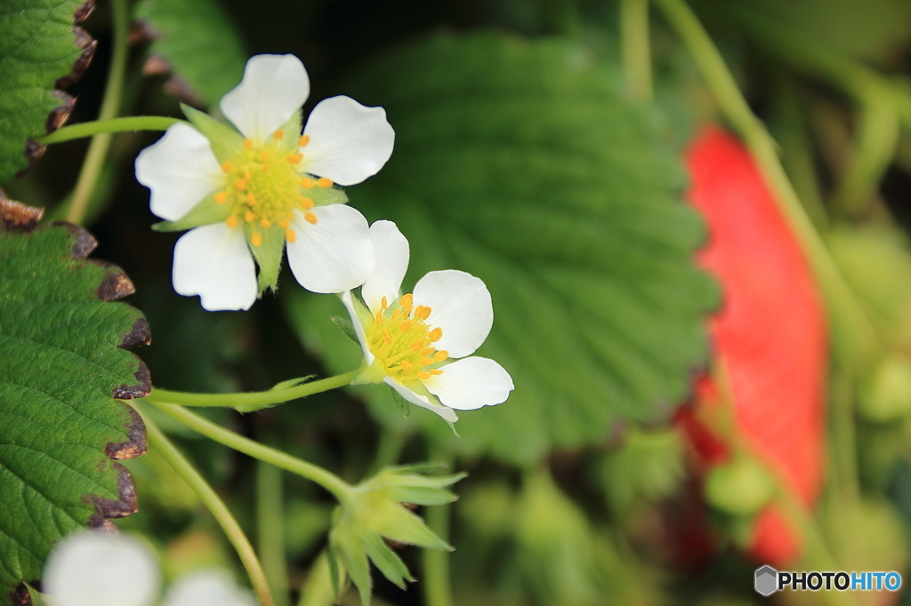 イチゴの花