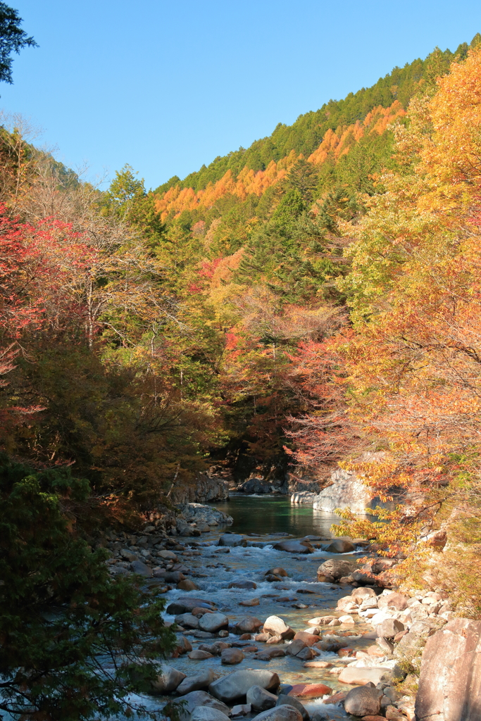 阿寺渓谷紅葉5