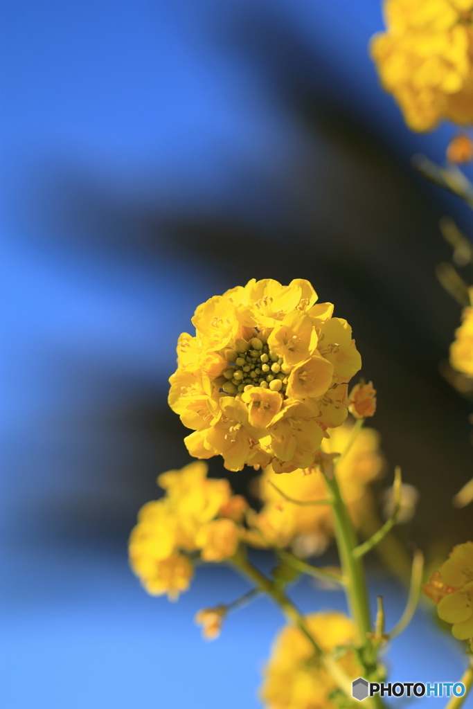 菜の花