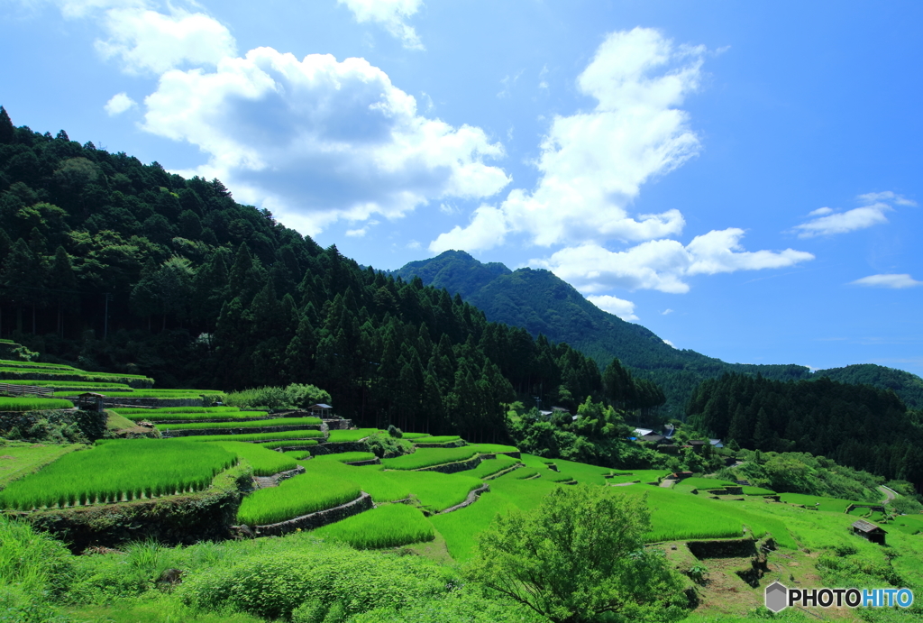 四谷千枚田　夏