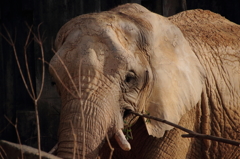 東山動物園　ぞうさん