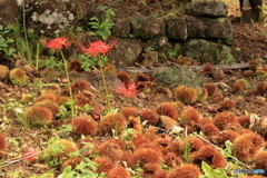 彼岸花と栗2