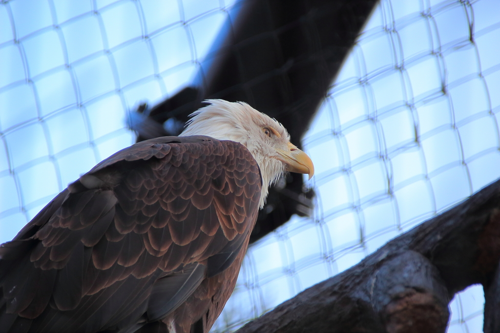 東山動物園　白頭ワシ