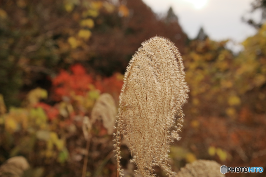 ススキと紅葉