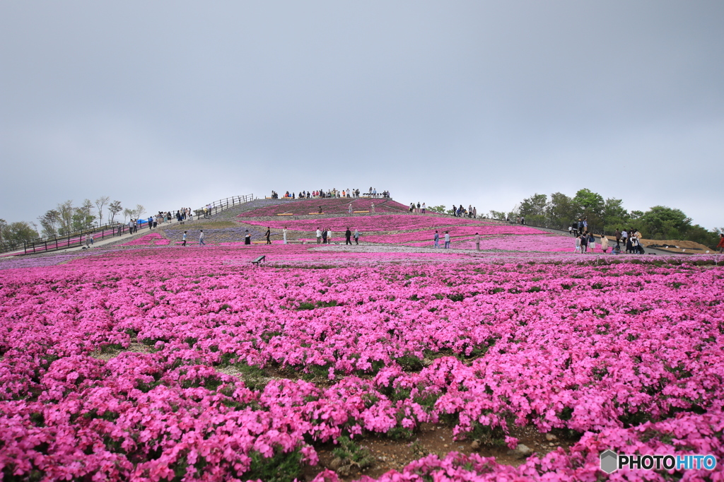 茶臼山　芝桜まつり　1