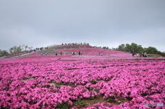 茶臼山　芝桜まつり　1
