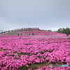 茶臼山　芝桜まつり　1