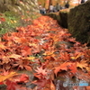 香嵐渓　09側溝もみじ