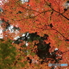 香嵐渓　07