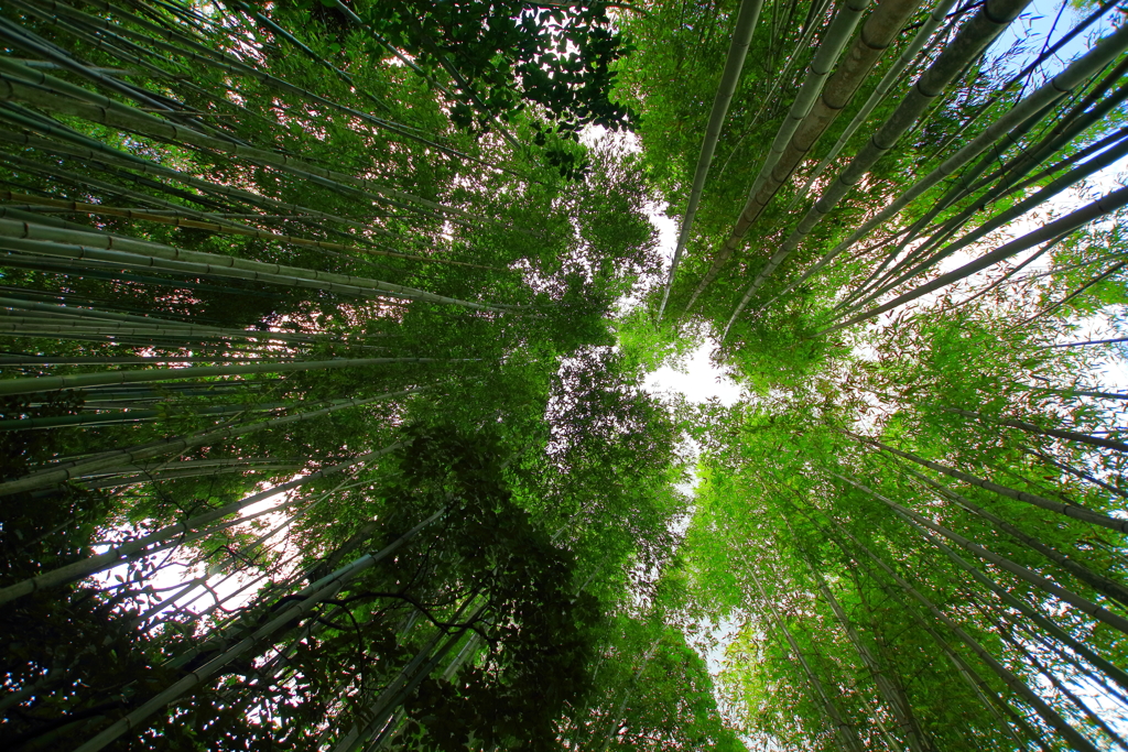 京都・奈良　竹林