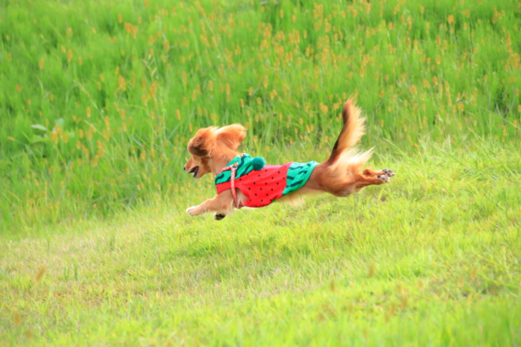 ショコラ飛ぶ