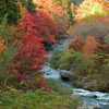 稲武紅葉祭り01