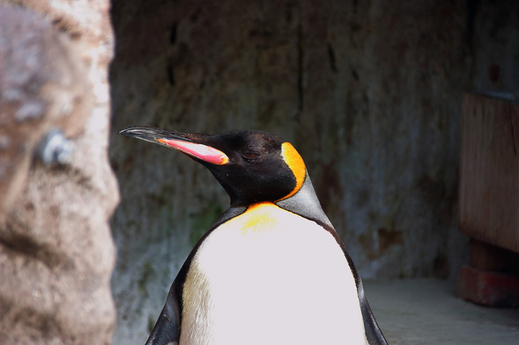 東山動物園　ペンギン
