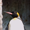 東山動物園　ペンギン