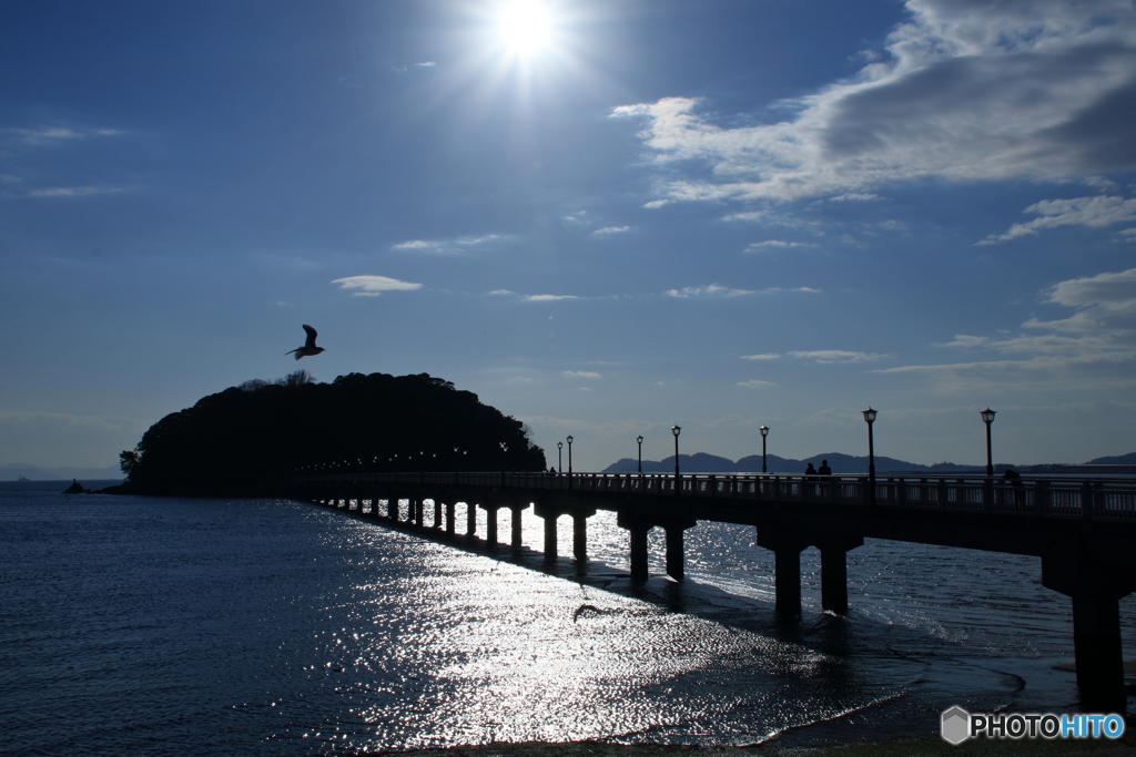 竹島橋　寒空に舞うカモメ