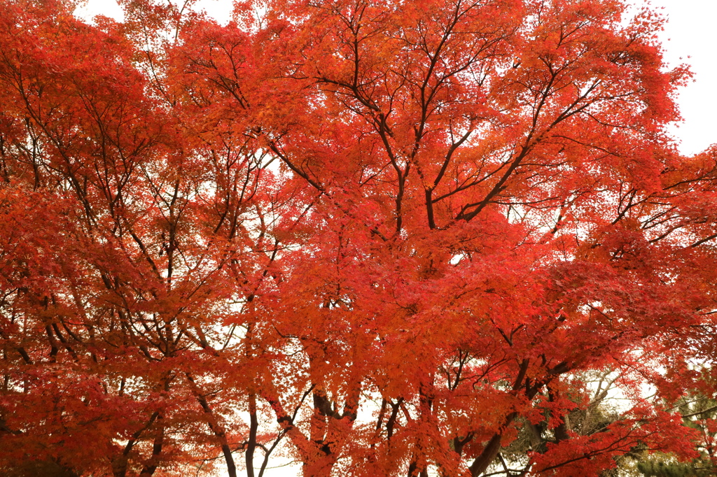 迫りくる紅