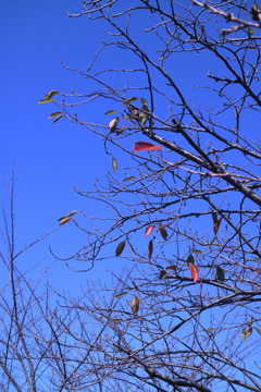 秋の空