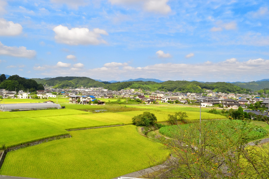 田園1
