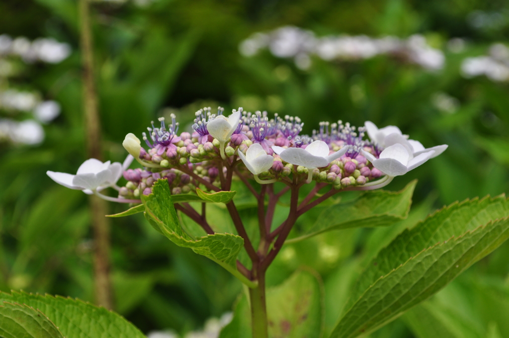 紫陽花2